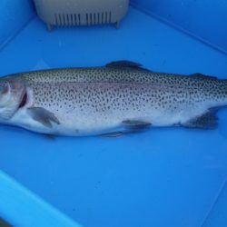 としまえんフィッシングエリア 釣果