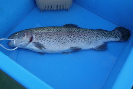 としまえんフィッシングエリア 釣果