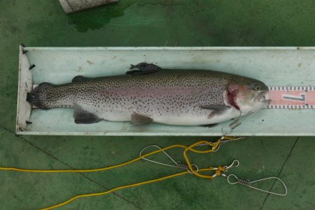 としまえんフィッシングエリア 釣果