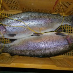 としまえんフィッシングエリア 釣果