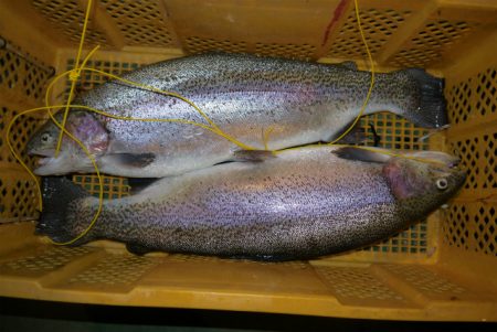 としまえんフィッシングエリア 釣果