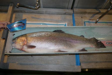 としまえんフィッシングエリア 釣果