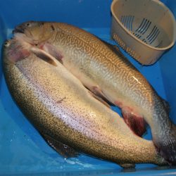 としまえんフィッシングエリア 釣果