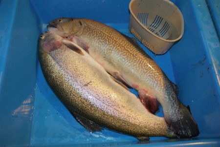 としまえんフィッシングエリア 釣果