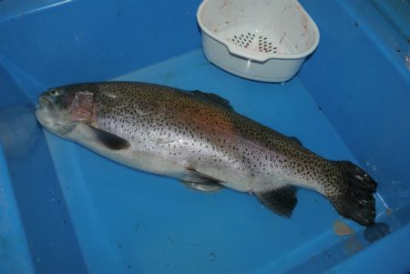 としまえんフィッシングエリア 釣果