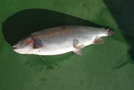 としまえんフィッシングエリア 釣果