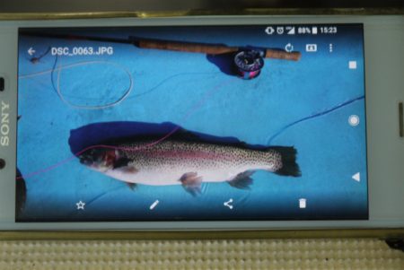 としまえんフィッシングエリア 釣果