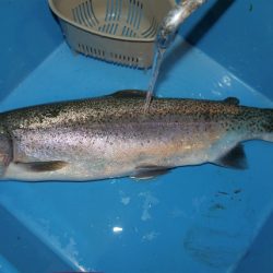 としまえんフィッシングエリア 釣果