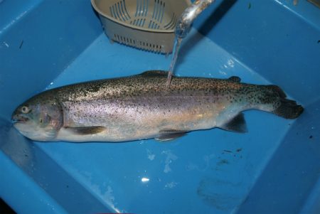 としまえんフィッシングエリア 釣果