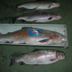 としまえんフィッシングエリア 釣果