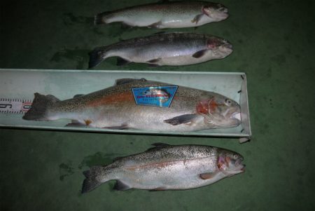 としまえんフィッシングエリア 釣果