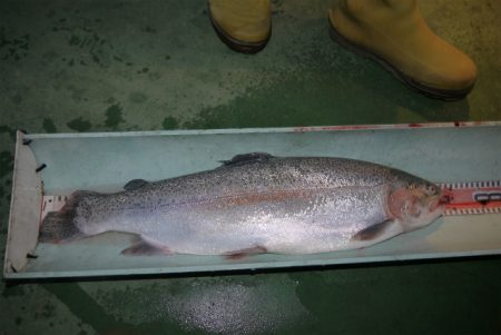 としまえんフィッシングエリア 釣果