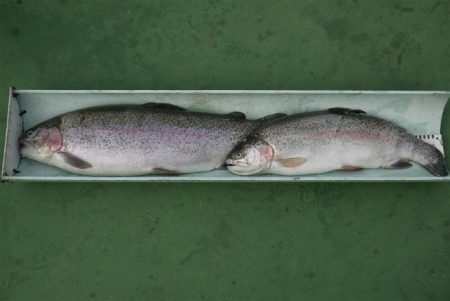 としまえんフィッシングエリア 釣果