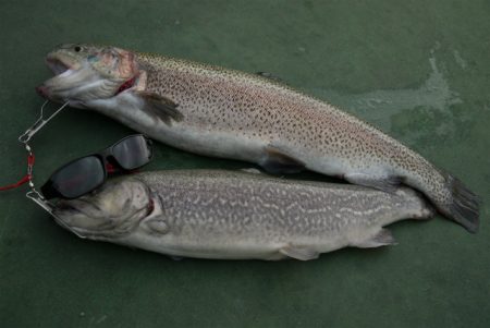 としまえんフィッシングエリア 釣果