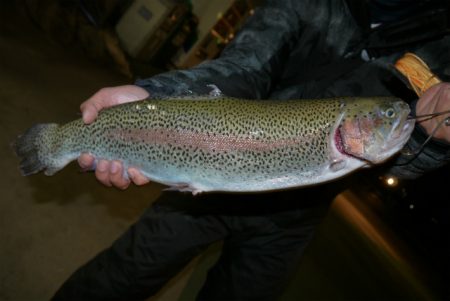 としまえんフィッシングエリア 釣果