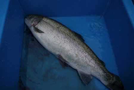 としまえんフィッシングエリア 釣果