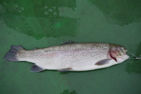 としまえんフィッシングエリア 釣果