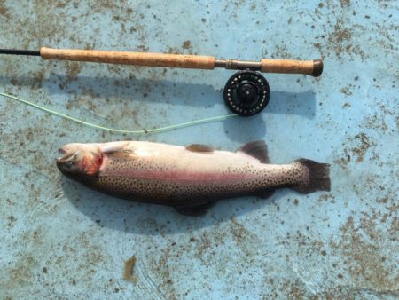 としまえんフィッシングエリア 釣果