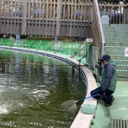 としまえんフィッシングエリア 釣果