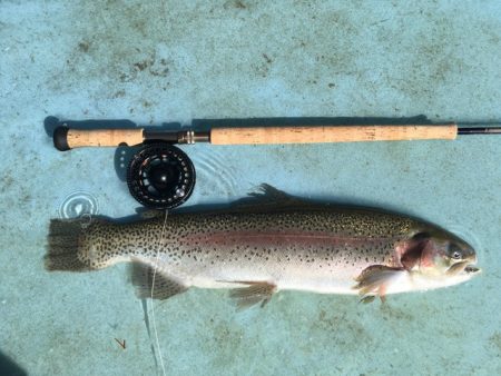 としまえんフィッシングエリア 釣果