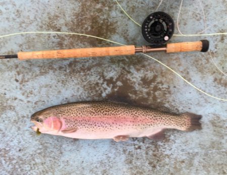 としまえんフィッシングエリア 釣果