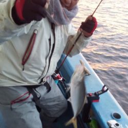 ヤザワ渡船 釣果