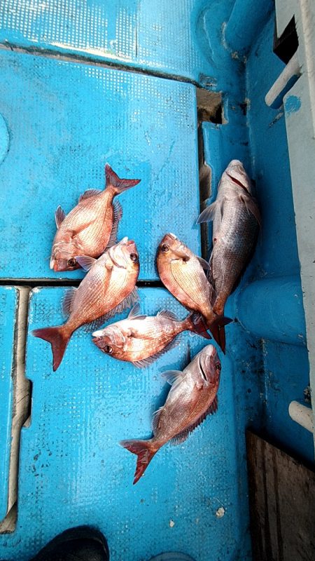 フィッシングガイド りょう 釣果