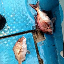 フィッシングガイド りょう 釣果