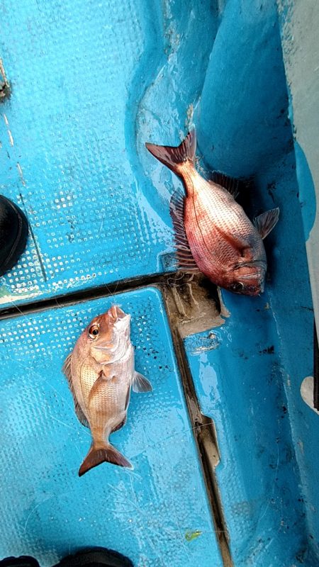 フィッシングガイド りょう 釣果