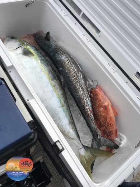 幕島丸 釣果