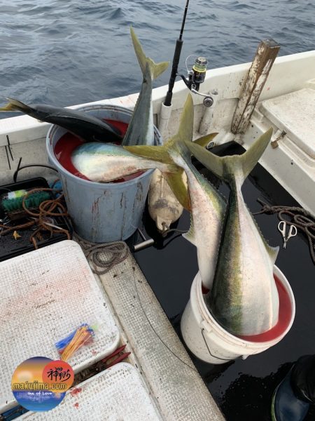 幕島丸 釣果