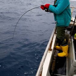 幕島丸 釣果