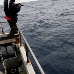幕島丸 釣果