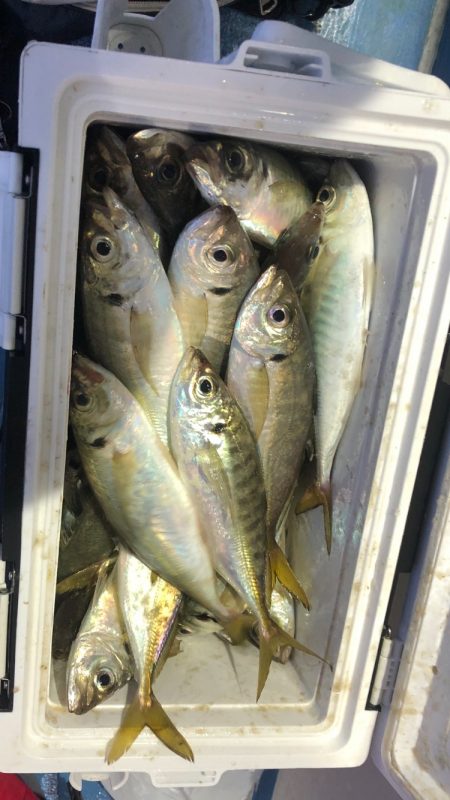 ヤザワ渡船 釣果