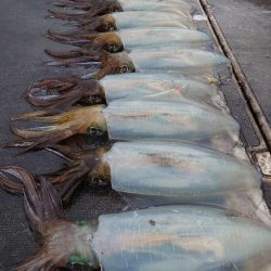 ブルースフィッシングサービス 釣果