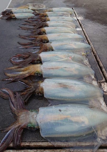 ブルースフィッシングサービス 釣果