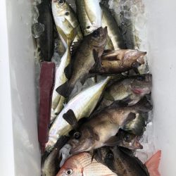 海龍丸（石川） 釣果