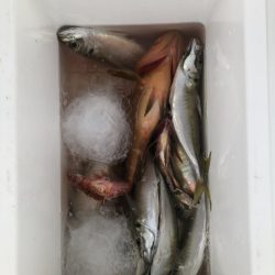 海龍丸（石川） 釣果