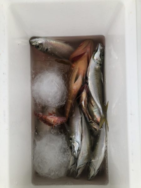 海龍丸（石川） 釣果