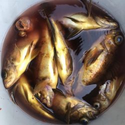 海龍丸（石川） 釣果