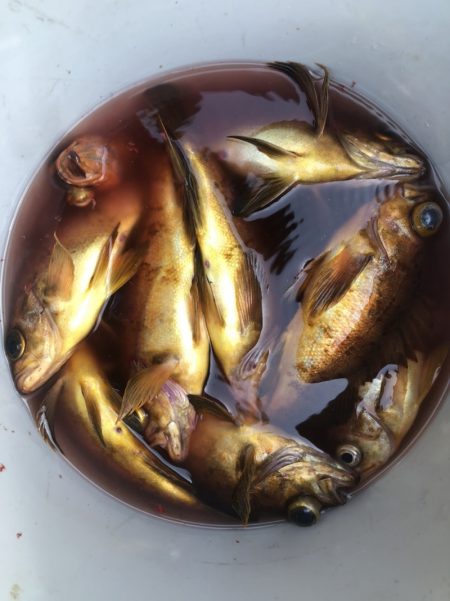 海龍丸（石川） 釣果