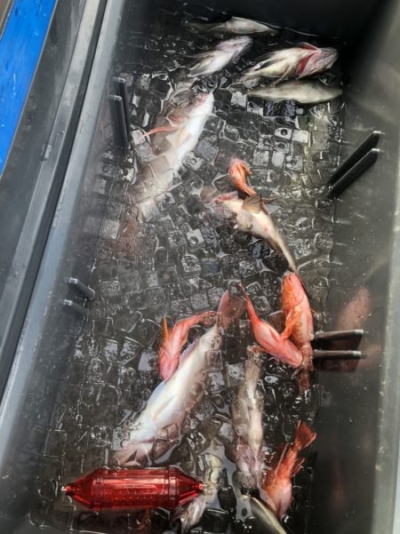 海龍丸（石川） 釣果