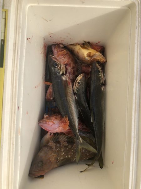 海龍丸（石川） 釣果