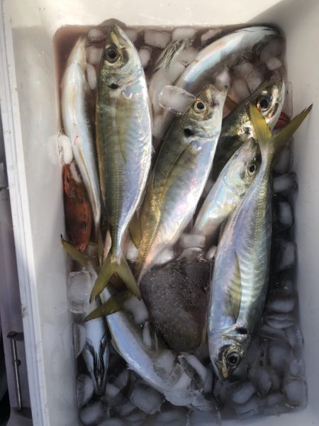 海龍丸（石川） 釣果