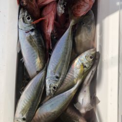 海龍丸（石川） 釣果