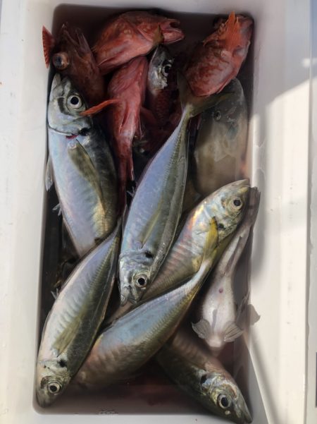 海龍丸（石川） 釣果