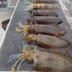 ブルースフィッシングサービス 釣果