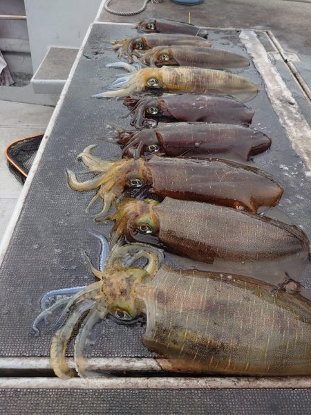 ブルースフィッシングサービス 釣果