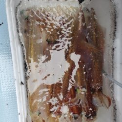 春盛丸 釣果