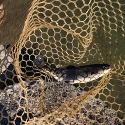 白州トラウトフィッシングエリア シルフ 釣果